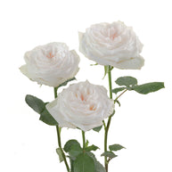 White Ohara Garden Rose