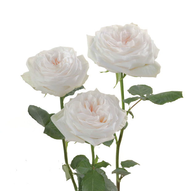 White Ohara Garden Rose