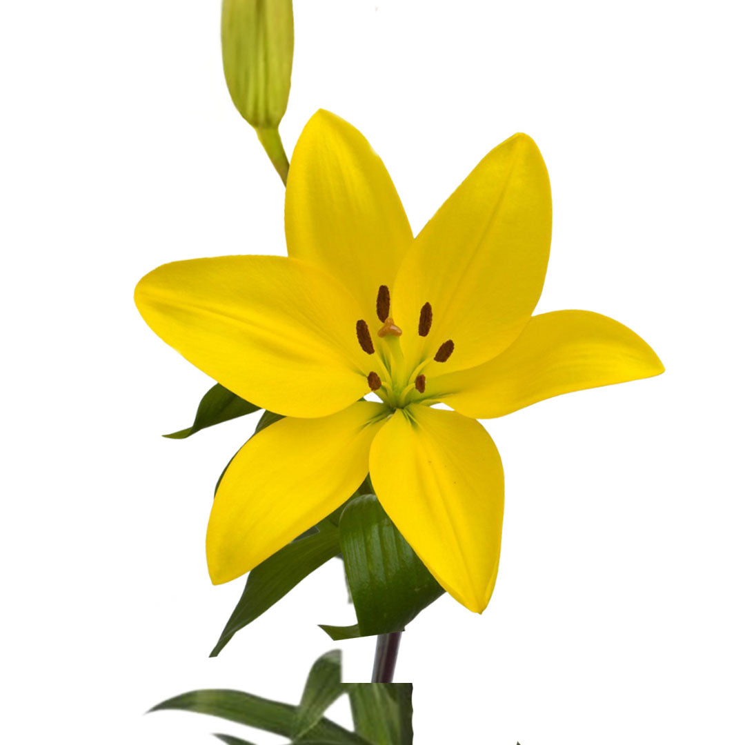 LA Yellow Lily